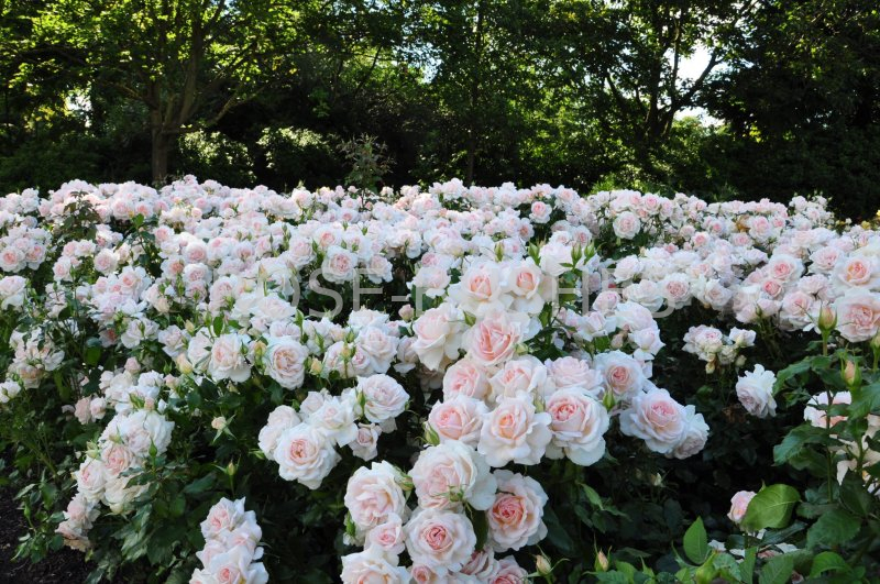 ������ �����. Chandos Beauty. (��)